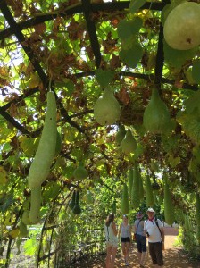 Gourd tunnel - Babylonstoren