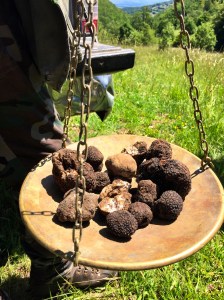 One morning's harvest